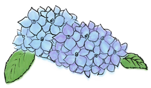 紫陽花（あじさい）の手書き水彩チックイラスト