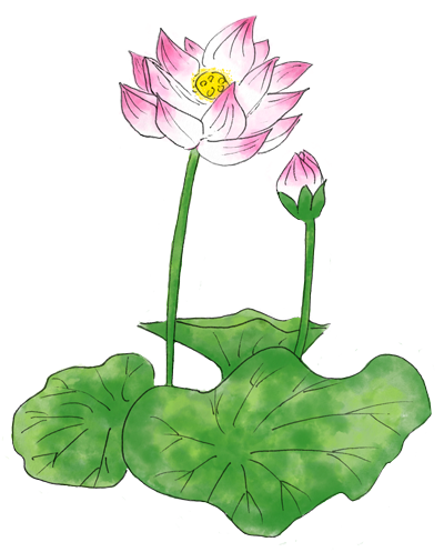 蓮の花 Lotus flower手書き絵画風