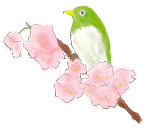 手書きイラスト桜とメジロ