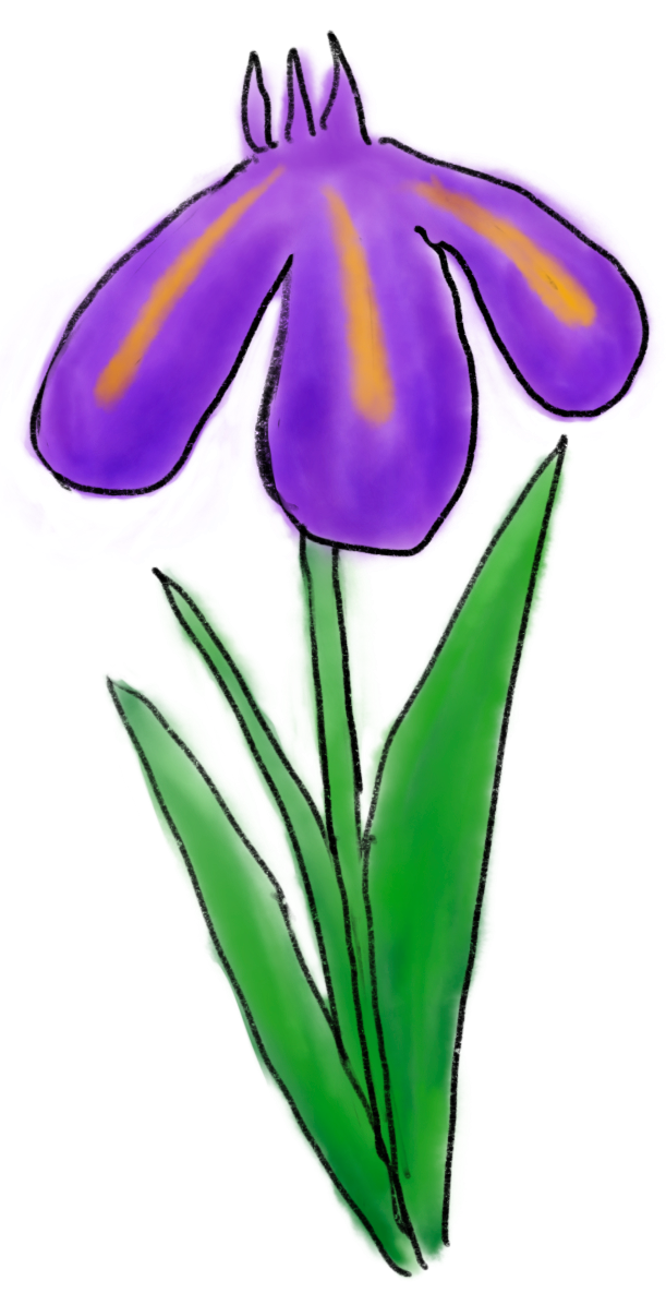 ハナショウブ花の手描きイラスト